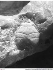 Historisches Foto von Decapoda indet. (NHMW-AFW-GEO-BACHMAYER-FOTO-1990-0041-1934)